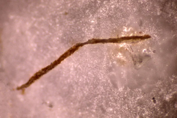 플라스틱 입자가 플라스틱 폐기물의 형태를 근섬유 현미경은 매크로 40X 연구소가 — 스톡 사진