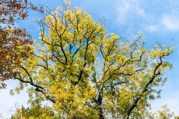 Drzewo Parku Wiedniu Austria — Zdjęcie stockowe