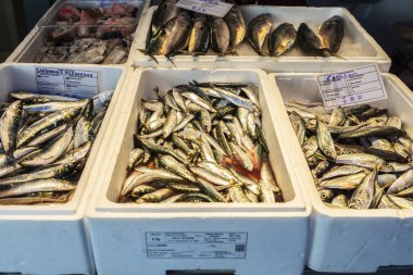Bolhao Market 'teki bir balık dükkanında taze balık, sardalya ve kalamar, Porto veya Oporto, Portekiz' deki sokak yemekleri pazarı.