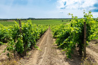 Narbona ya da Narbonne, Occitanie, Fransa 'da bir üzüm bağının manzarası