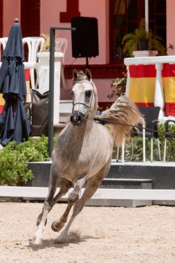 Beautiful grey arabian stallion trotting at a show, full body portrait
