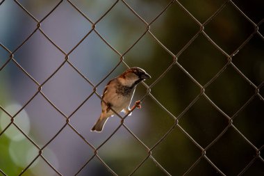 Madrid 'deki bir bahçenin çitinden bakan sevimli yetişkin erkek serçe.
