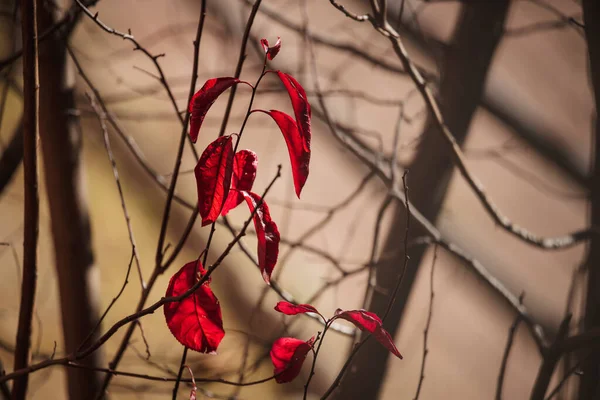 黄昏时分 秋树枝条上挂着深红色叶子的特写 — 图库照片