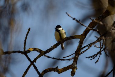 Full body portrait of a male great tit perched on a branch with blue sky