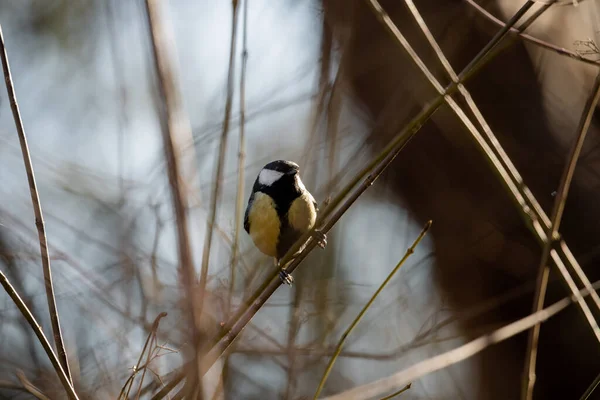 Beautiful full body portrait of a male great tit perched on a branch under sunlight