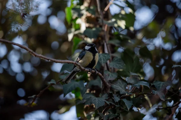 Full body portrait of a male great tit perched on a branch among the green undergrowth