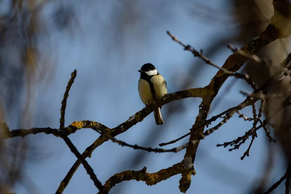 Full Body Portrait Male Great Tit Perched Branch Blue Sky — Photo