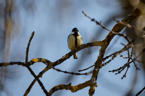 Full body portrait of a male great tit perched on a branch with blue sky