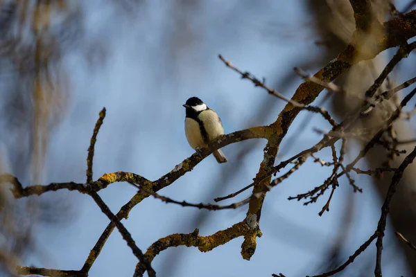 Full Body Portrait Male Great Tit Perched Branch Blue Sky — 스톡 사진
