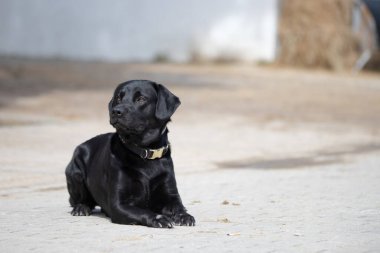 Yerde yatan siyah labrador av köpeğinin güzel vücut portresi