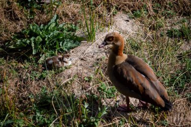Mısırlı kaz Madrid 'deki Manzanares nehrindeki doğal ortamında genç ördek yavrusunu izliyor.