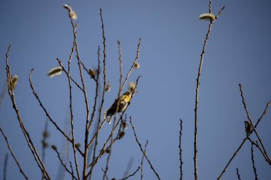 Blue Tit looking for food in the branches of a tree in Madrid in spring