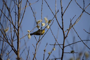 Blue Tit looking for food in the branches of a tree in Madrid in spring