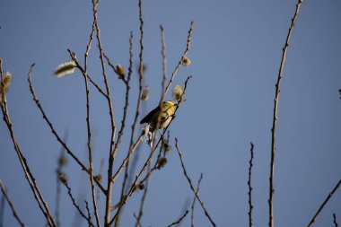 Blue Tit looking for food in the branches of a tree in Madrid in spring