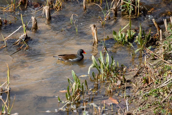 stock image Common moorhen in its natural habitat in the Manzanares river, in Madrid in spring