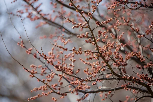 Beautiful pink flowers sprout from a tree branch in a Madrid park in spring