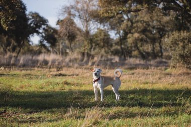 Gün batımında Madrid 'de ormanda melez bir dişi köpeğin güzel vücut portresi.