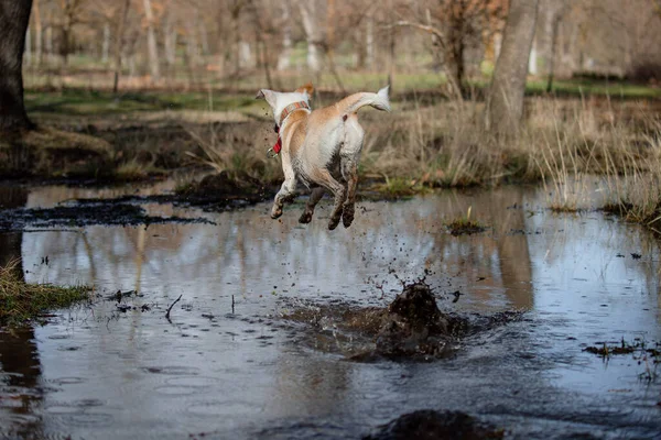 Funny moment of a crossbreed female dog jumping into the pond in autumn