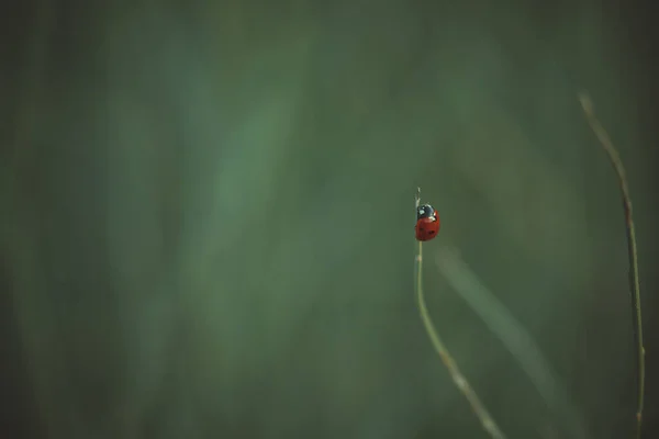 美丽的红色瓢虫栖息在草地上 没有聚焦的绿色背景 — 图库照片