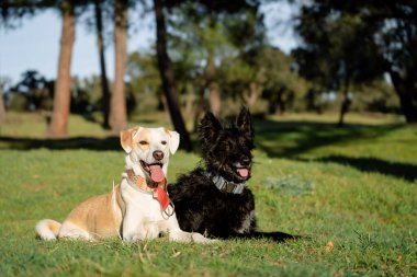 Gün batımında yeşil çimlerin üzerinde dinlenen iki melez köpeğin güzel vücut portresi.