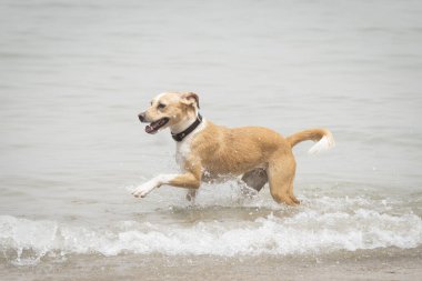Yetişkin bir dişi köpeğin tüm vücut portresi sahilde suyun içinde koşup sıçrıyor.