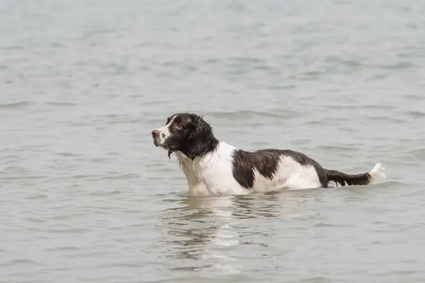 Full body portrait of an adult male dog resting in the water on a beach at summer