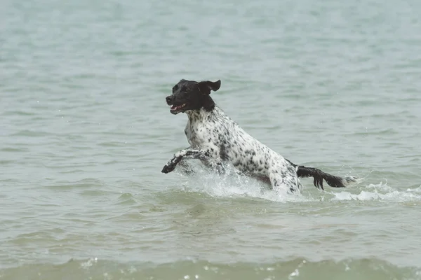 Yetişkin Bir Dişi Köpeğin Tüm Vücut Portresi Sahilde Suyun Içinde — Stok fotoğraf