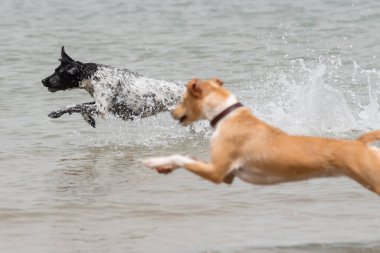 Yazın sahilde oynayan ve su sıçratan iki dişi köpek.