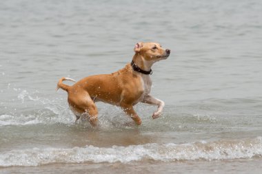 Yazın sahilde oynayan yetişkin bir dişi köpeğin tüm vücut portresi.