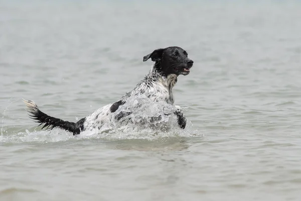 Yazın Suya Atlayan Yetişkin Bir Dişi Köpeğin Tüm Vücut Portresi — Stok fotoğraf