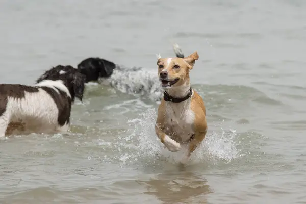 Group of dogs playing and splashing in the beach at summer
