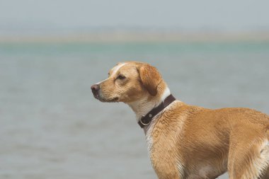 Yazın sahilde mutlu olan yetişkin bir dişi köpeğin portresi.