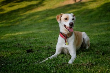 Madrid 'deki bir parkta yeşil çimlerin üzerinde yatan mutlu yetişkin dişi köpek.