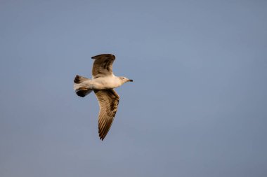 Gün batımında mavi gökyüzünde uçan genç bir martının güzel vücut portresi.
