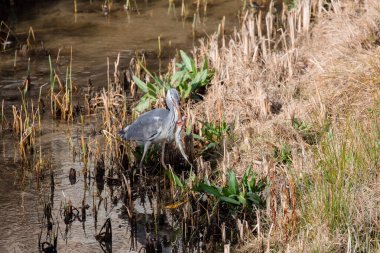 Madrid 'in göbeğindeki bir nehirde balık avlayan yetişkin bir gri balıkçıl balığı portresi.