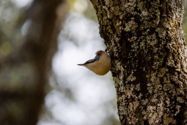 Yetişkin bir Avrasyalı Nuthatch 'ın portresi meşe kabuğuyla kamufle edilmiş.