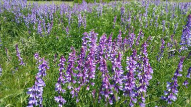 Bahçedeki güzel çiçekler