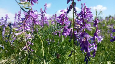 Mavi gökyüzü olan bir tarlada mor çiçekler. Yeşil saplı bir çayır dolusu adaçayı. Bahar arkaplanı