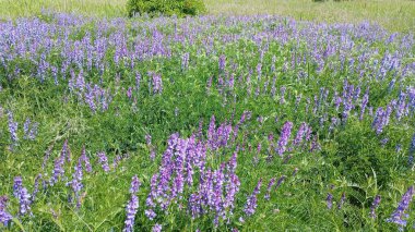 Mavi gökyüzü olan bir tarlada mor çiçekler. Yeşil saplı bir çayır dolusu adaçayı. Bahar arkaplanı