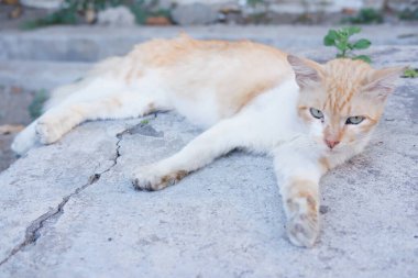 Arka plan olarak sevimli bir kedi.