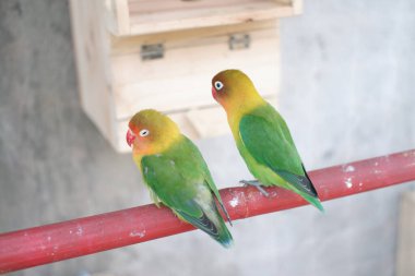 Sevimli ve sevimli küçük kuş