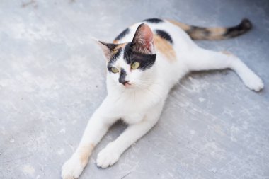 Arka plan olarak sevimli bir kedi.