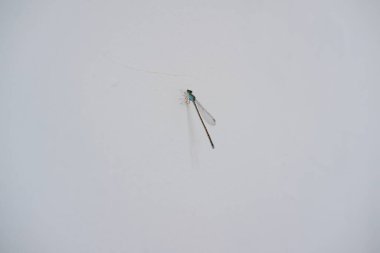 Küçük yusufçuk duvara yapıştı.