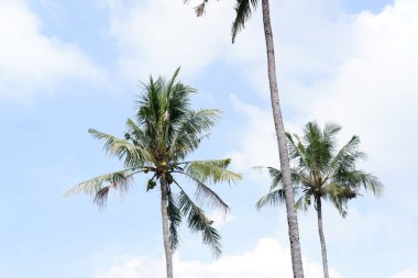 Hindistan cevizi ağaçlı panoramik gökyüzü