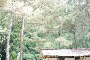 Arka plan olarak güzel yeşil orman