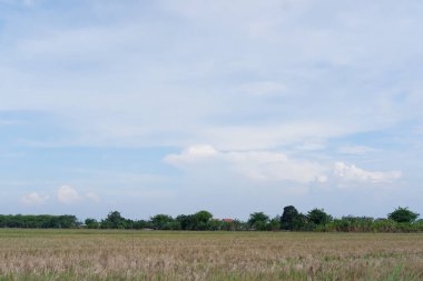 Gökyüzü ve güzel pirinç tarlaları
