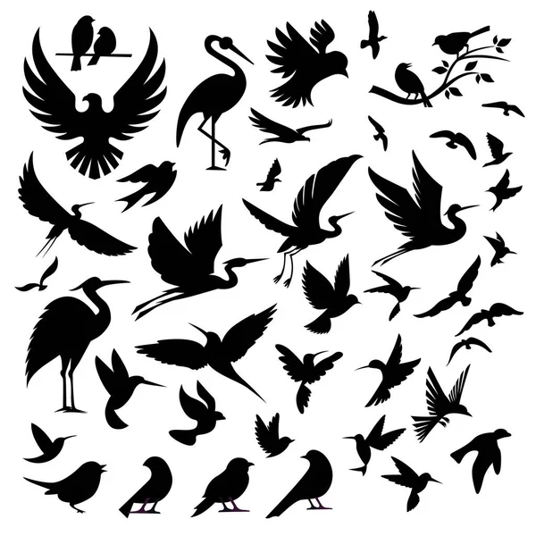 Zestaw Sylwetek Ptaków Izolowanych Białym Tle Ilustracja Wektora — Wektor stockowy