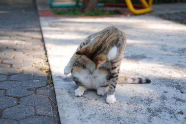 Tayland 'da bahçede kedi, seçici odaklanma
