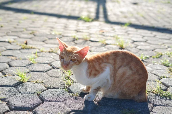 Katt Marken Trädgården Thailand Selektivt Fokus — Stockfoto