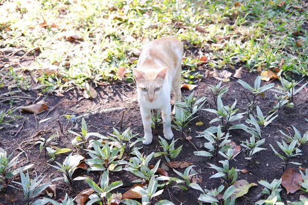 Cat Στο Έδαφος Στον Κήπο Στην Ταϊλάνδη Επιλεκτική Εστίαση — Φωτογραφία Αρχείου
